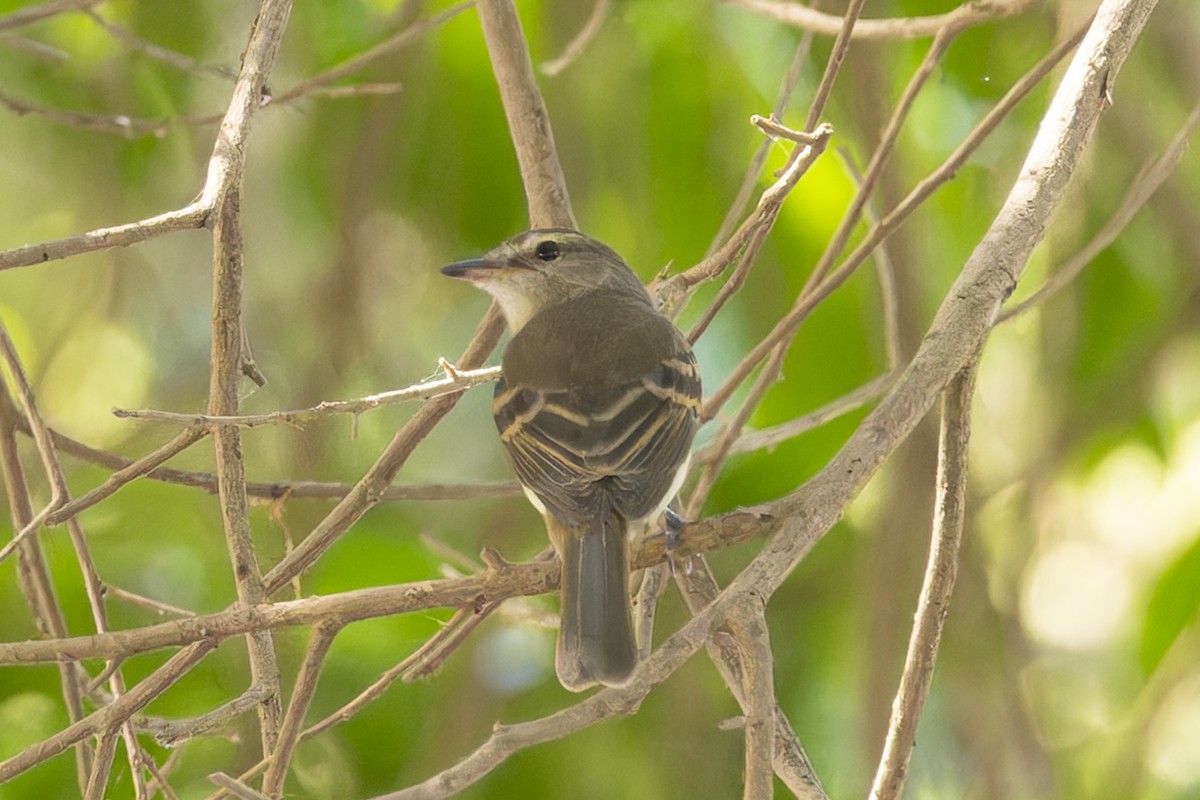 Fuscous Flycatcher - ML644784354