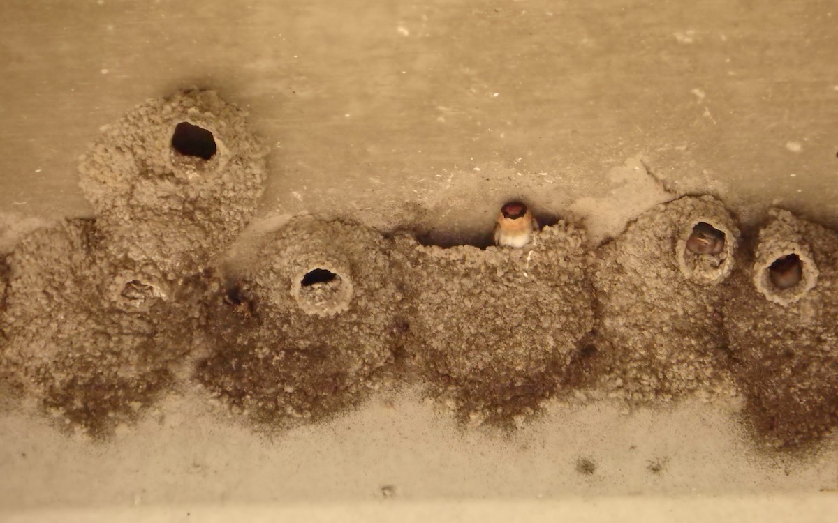 Mağara Kırlangıcı - ML644784355