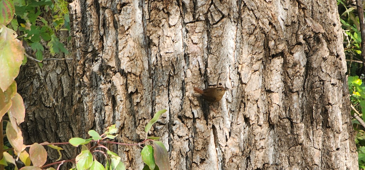 Winter Wren - ML644784356