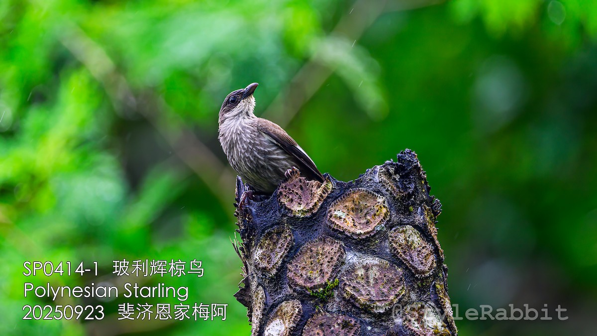 Polynesian Starling - ML644784357