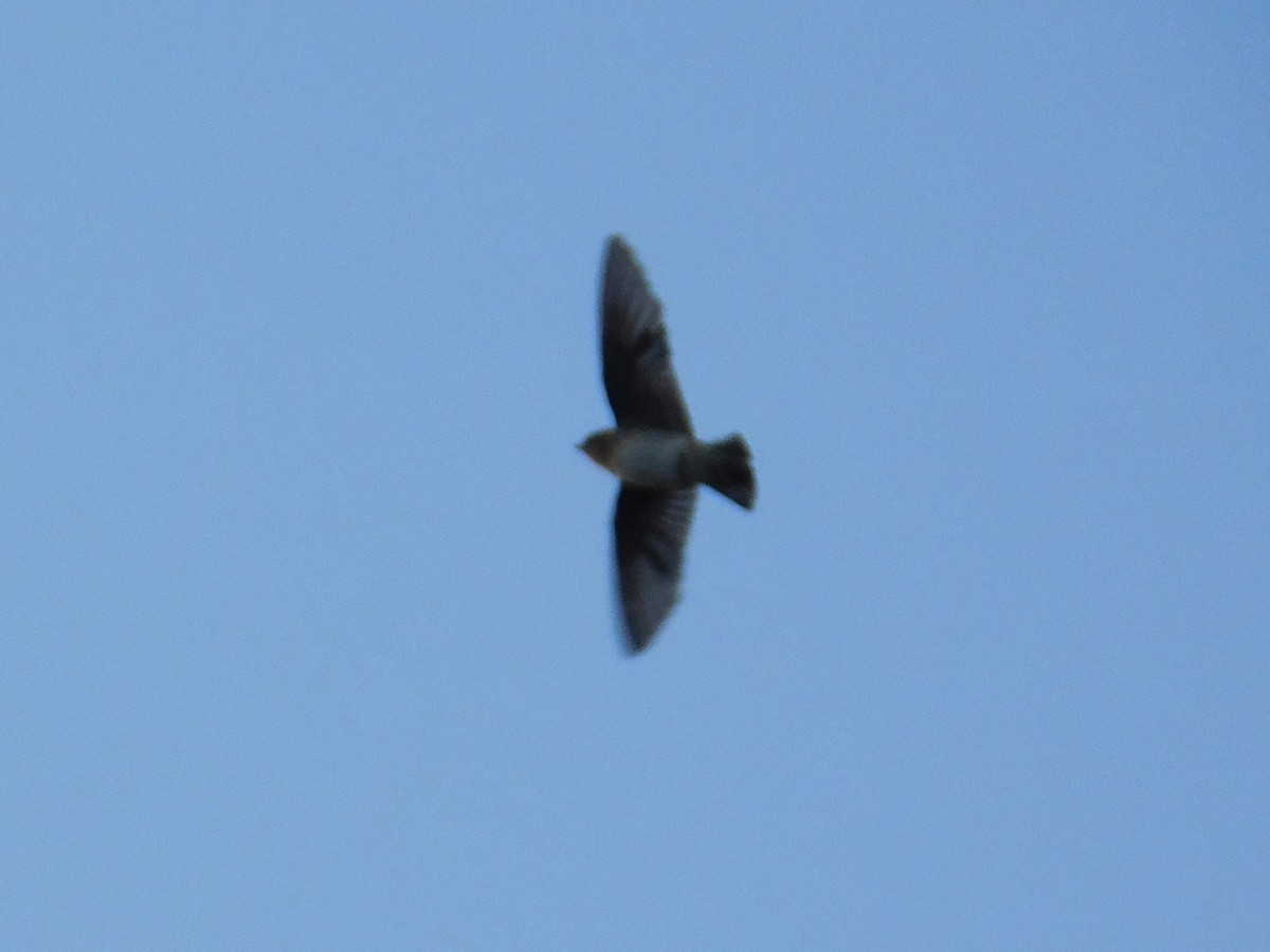 Cave Swallow (Texas) - ML644784364