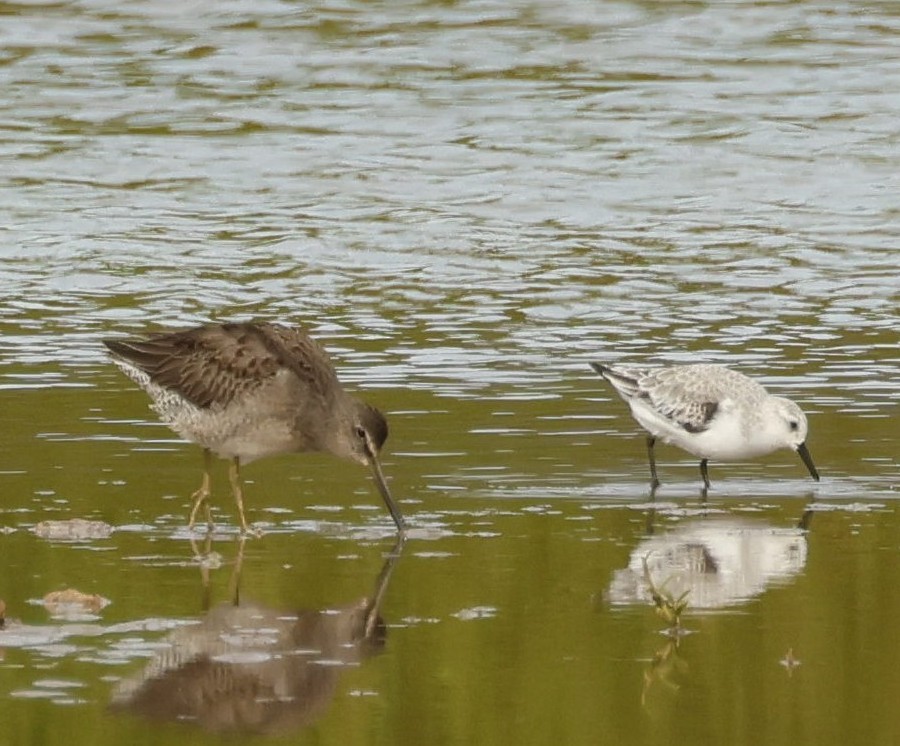 長嘴半蹼鷸 - ML644784375