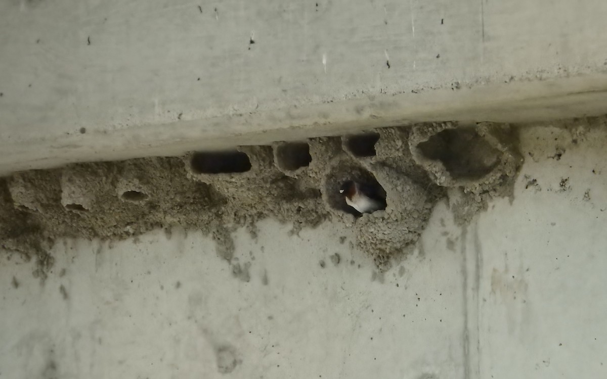 Amerika Kırlangıcı - ML644784377