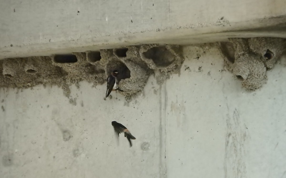 Amerika Kırlangıcı - ML644784380