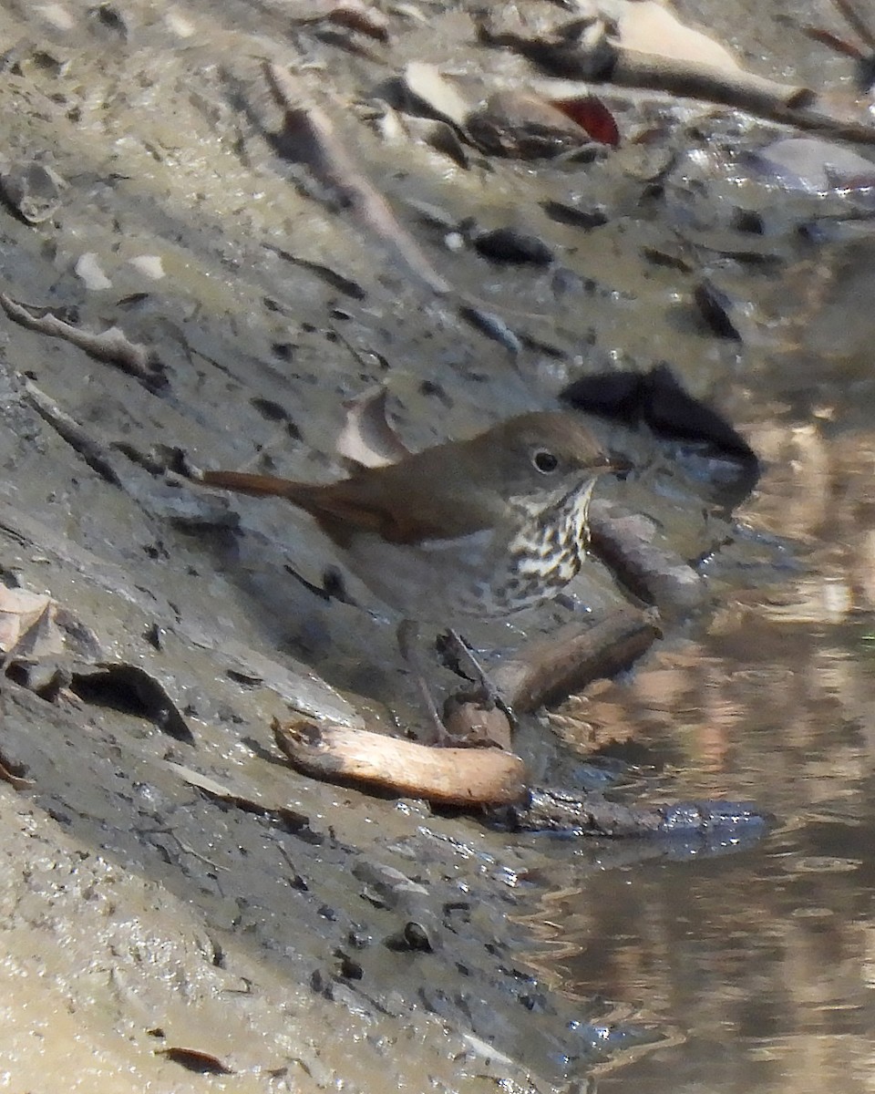 Hermit Thrush - ML644784382