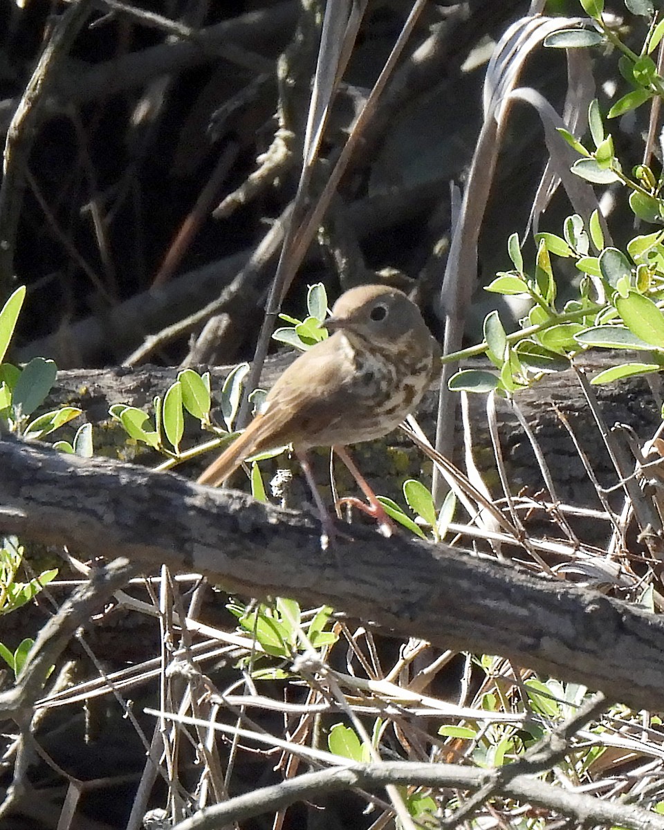 Hermit Thrush - ML644784383