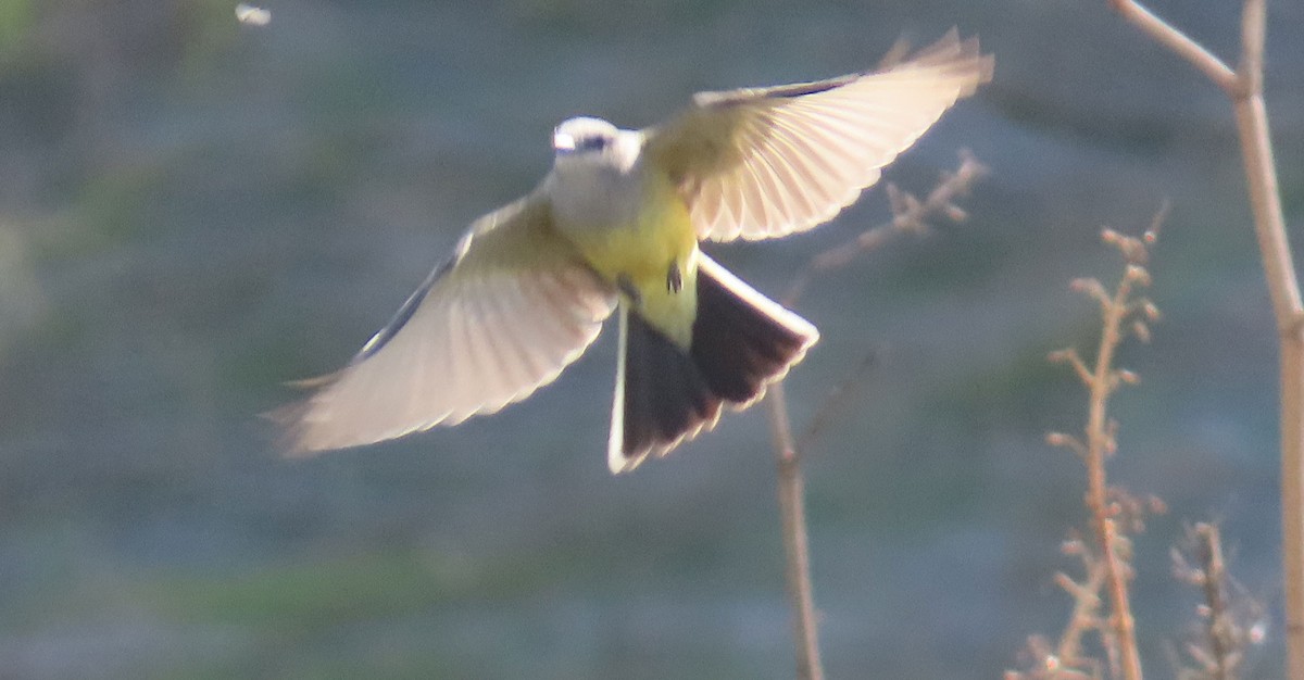 Western Kingbird - ML644784384