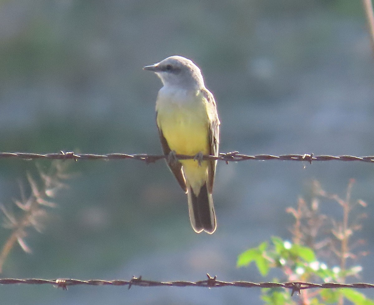 Western Kingbird - ML644784385