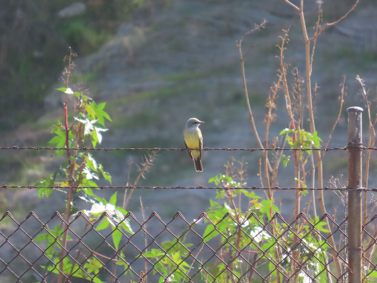 Western Kingbird - ML644784386