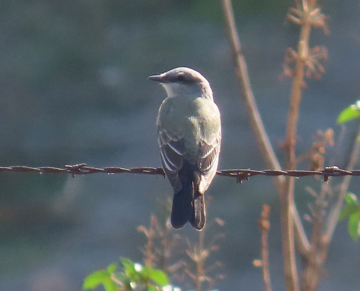 Western Kingbird - ML644784387