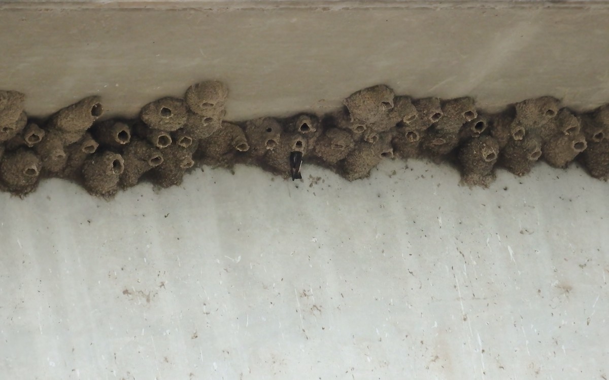 Amerika Kırlangıcı - ML644784388