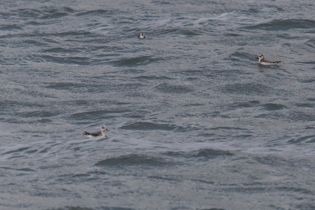 Phalarope à bec large - ML644784393