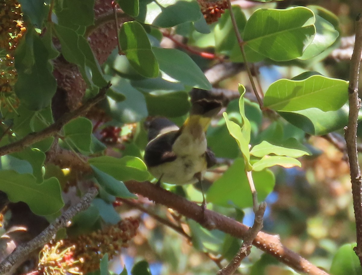 American Redstart - ML644784399