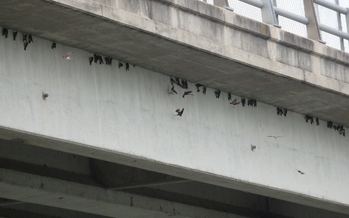 Amerika Kırlangıcı - ML644784400