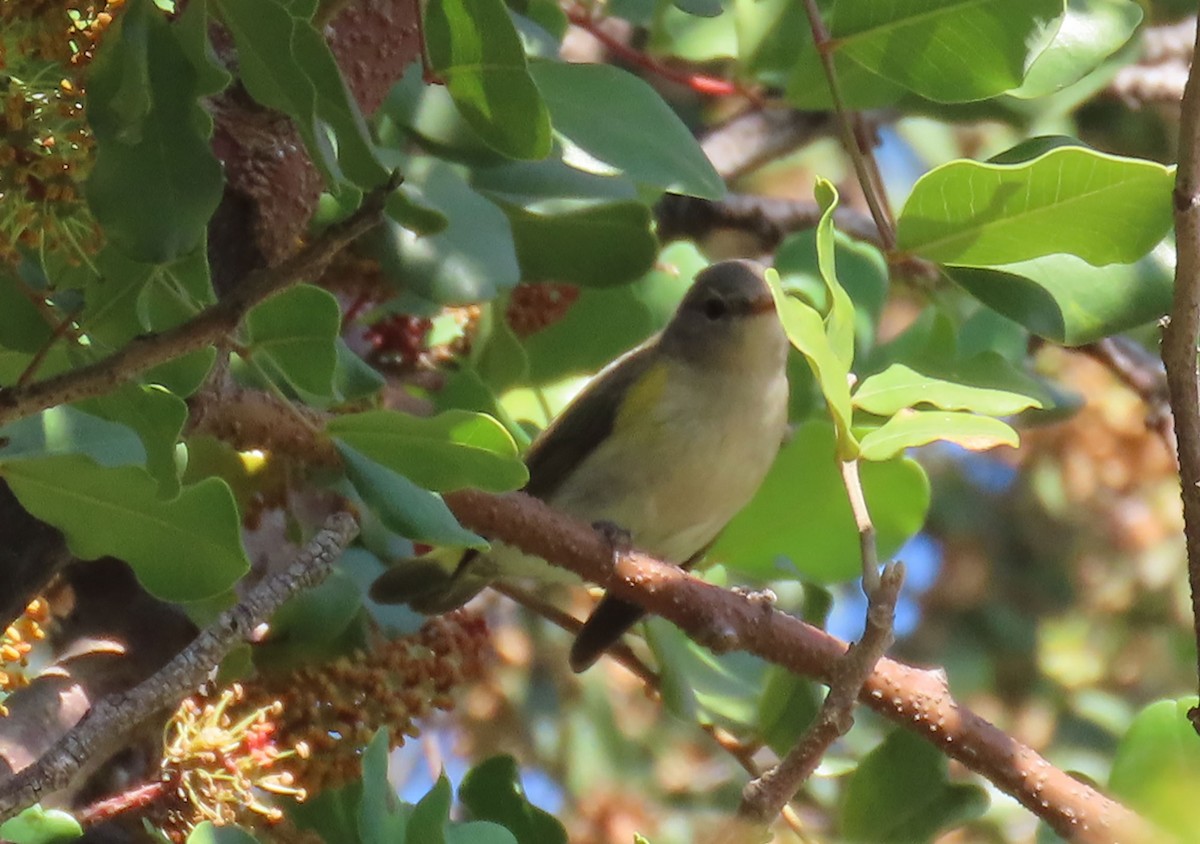 American Redstart - ML644784401