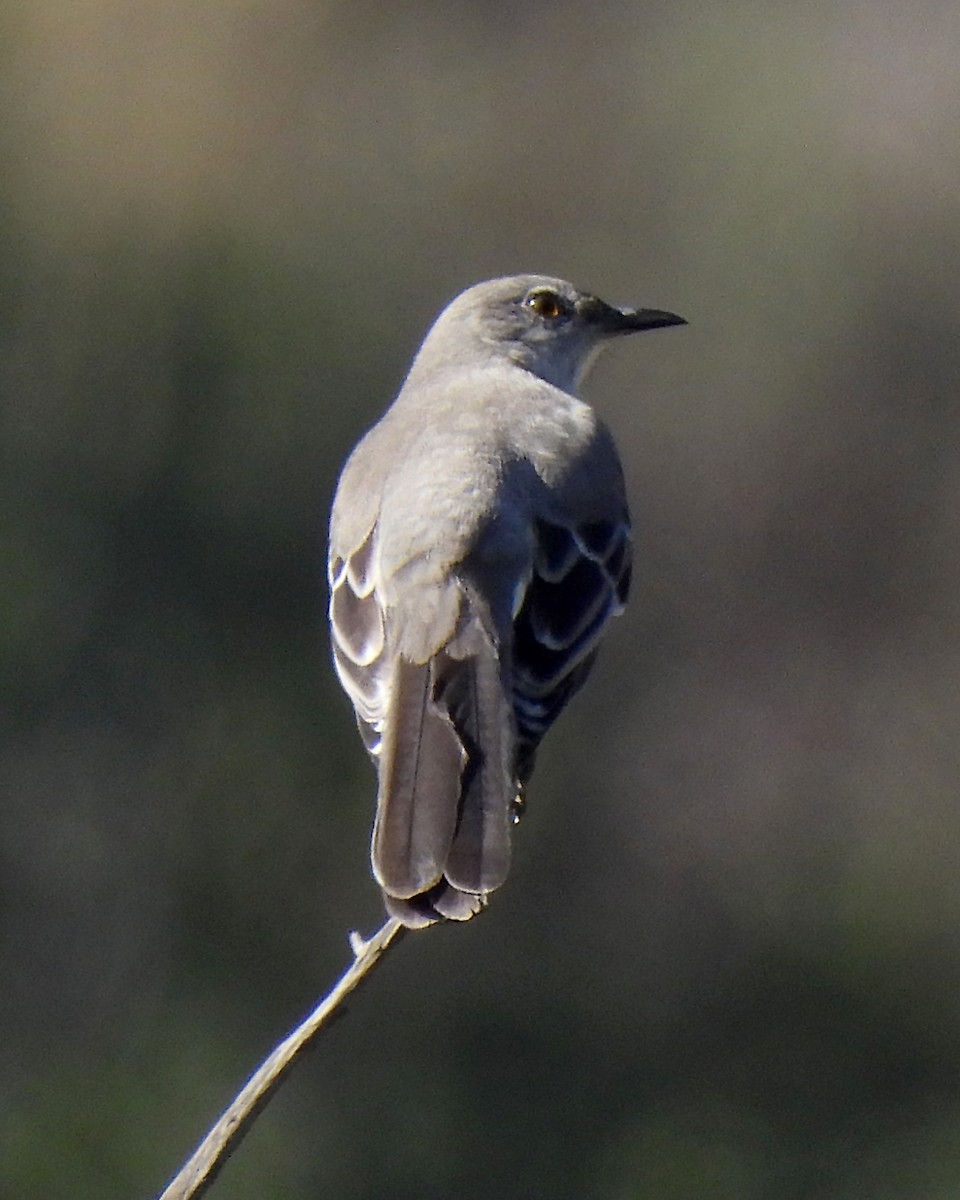 Northern Mockingbird - ML644784417