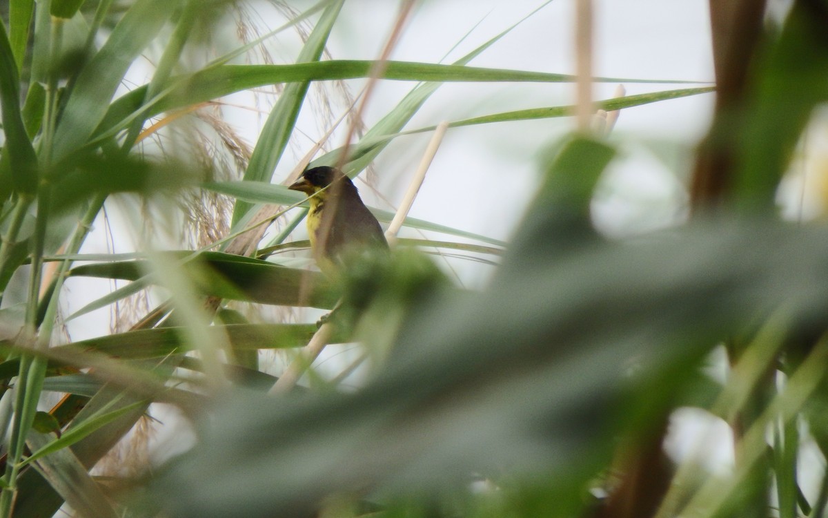 Sarı-Siyah İskete - ML644784419