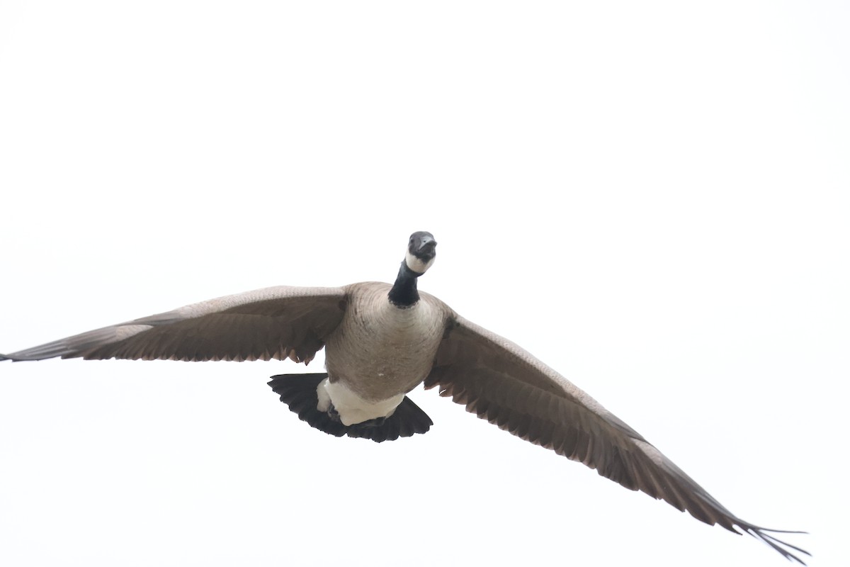 Canada Goose - ML644784425