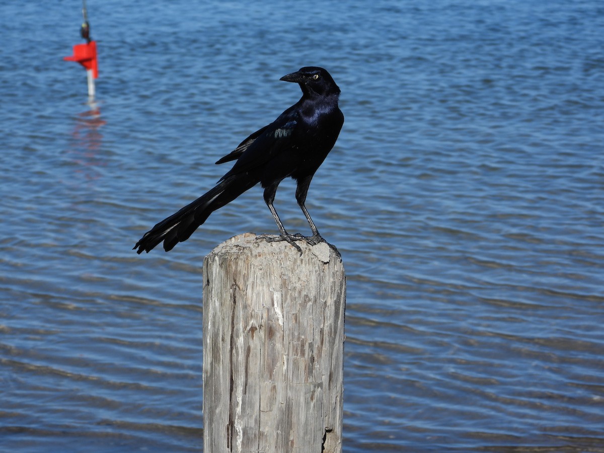 オナガクロムクドリモドキ - ML644784426