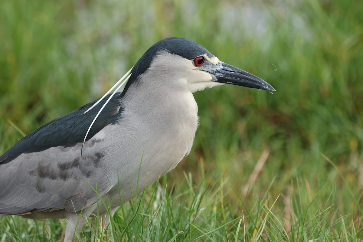 ゴイサギ - ML644784429