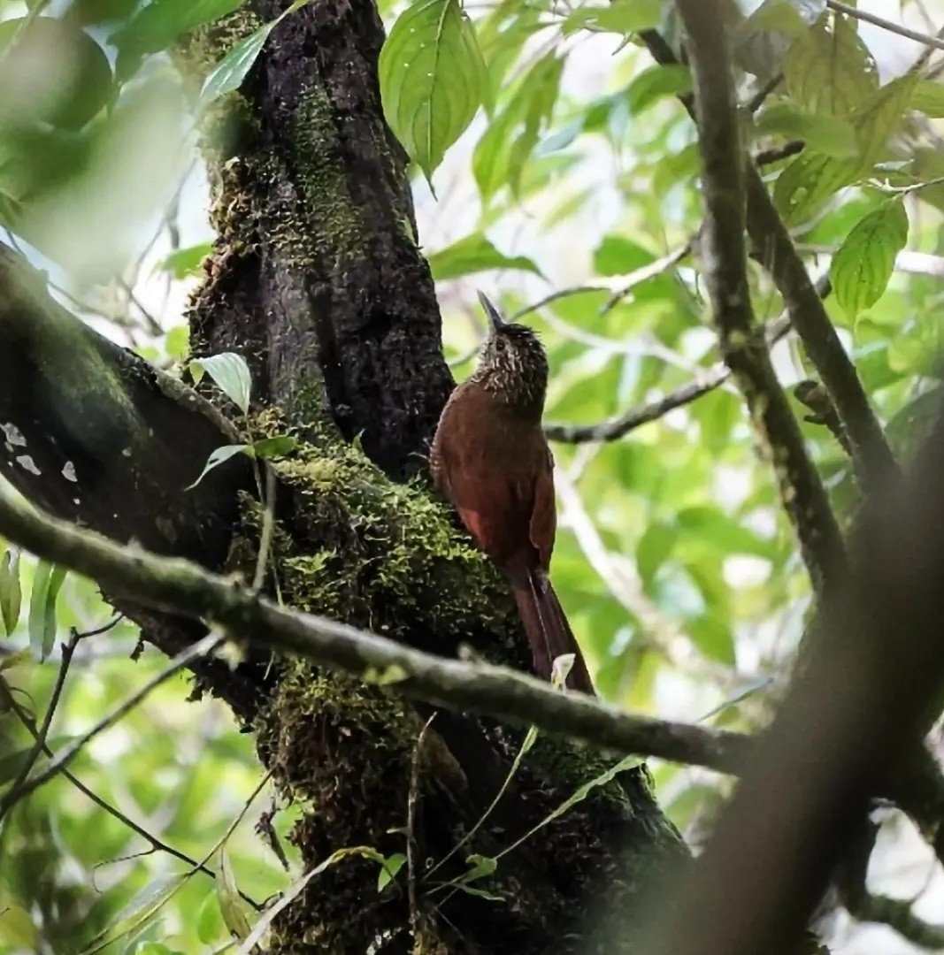 Siyah Bantlı Tırmaşık - ML644784430