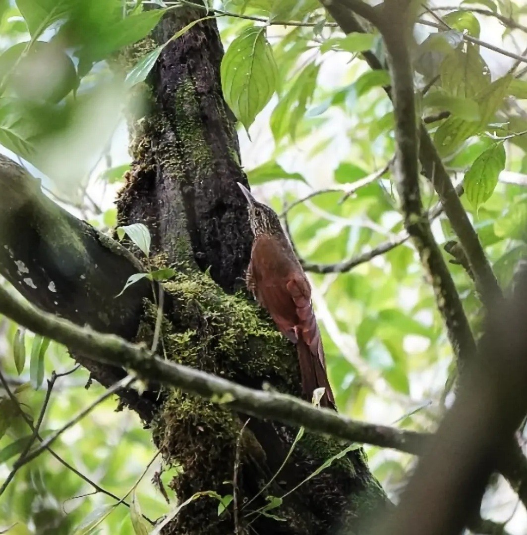 Siyah Bantlı Tırmaşık - ML644784431