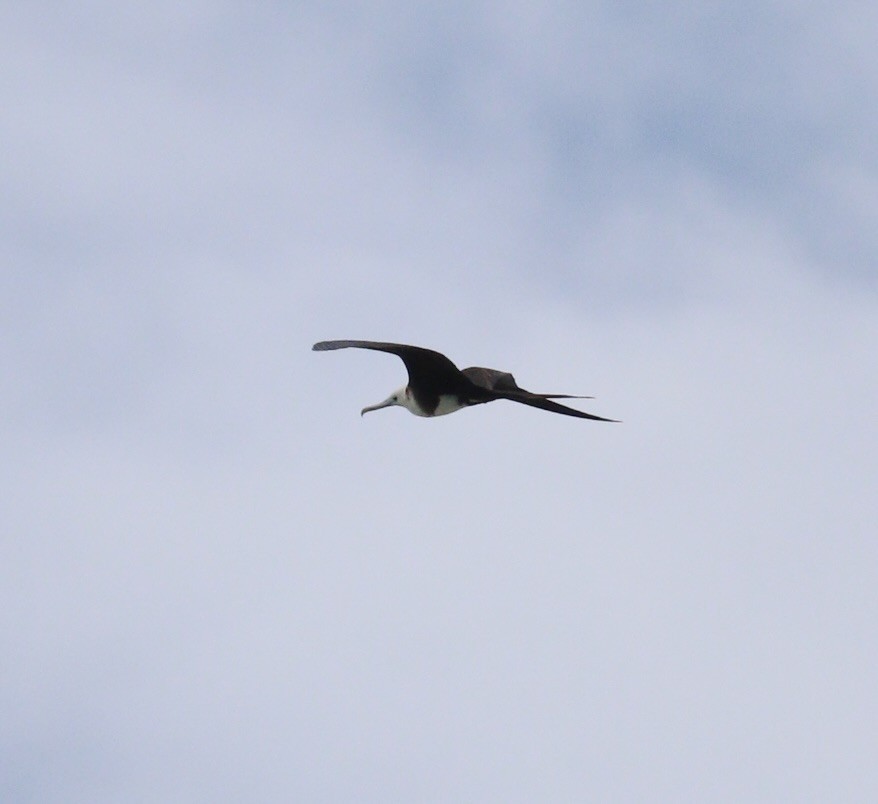 Magnificent Frigatebird - ML644784432