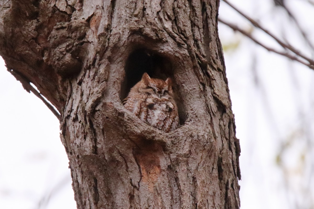 ヒガシアメリカオオコノハズク - ML644784433