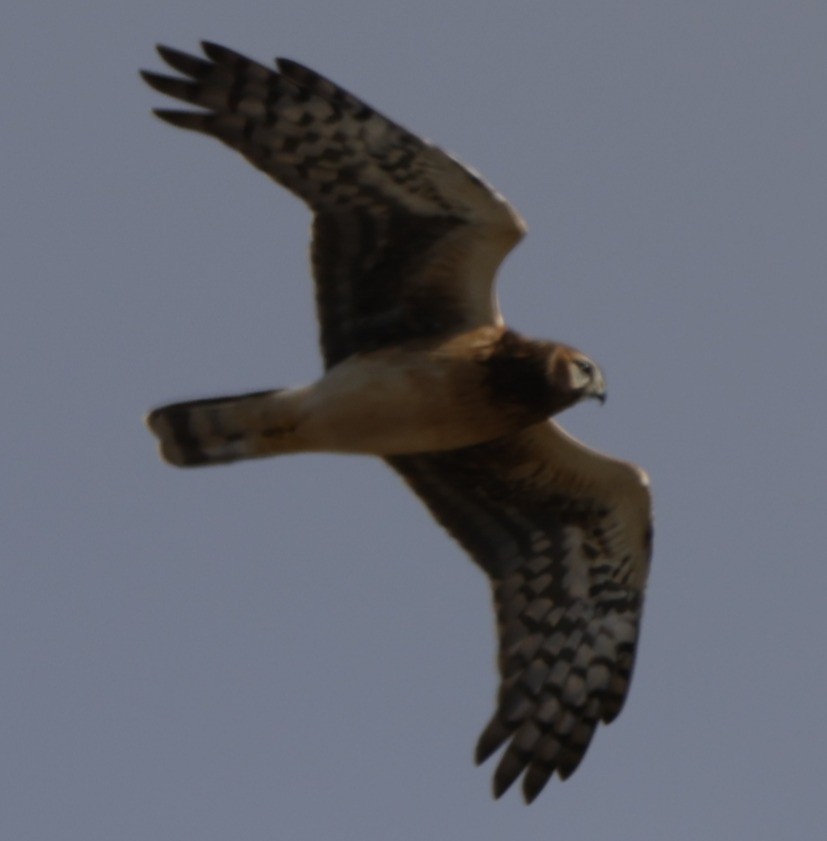 アメリカハイイロチュウヒ - ML644784435