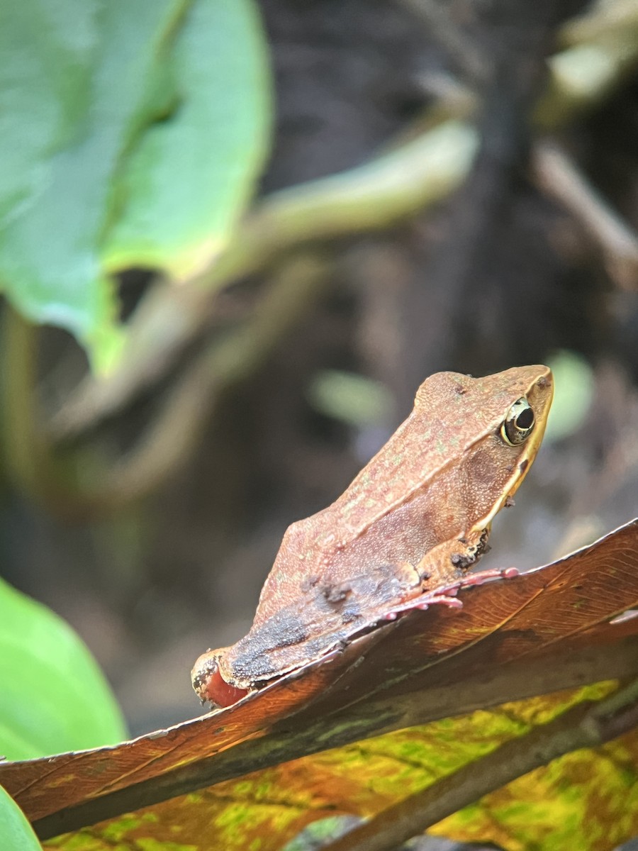 Brilliant Forest Frog - ML644784438