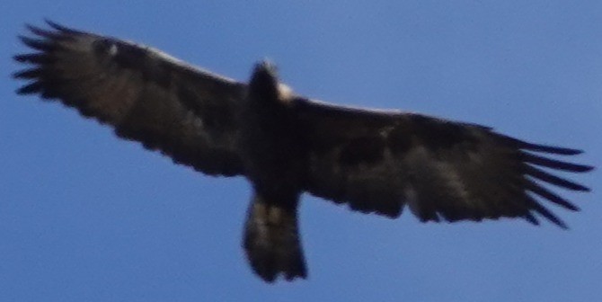 ハクトウワシ - ML644784439