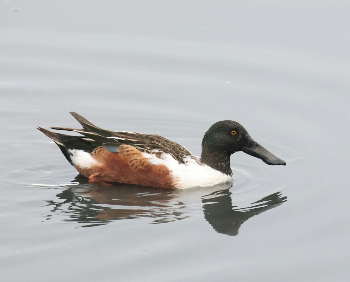 ハシビロガモ - ML644784440