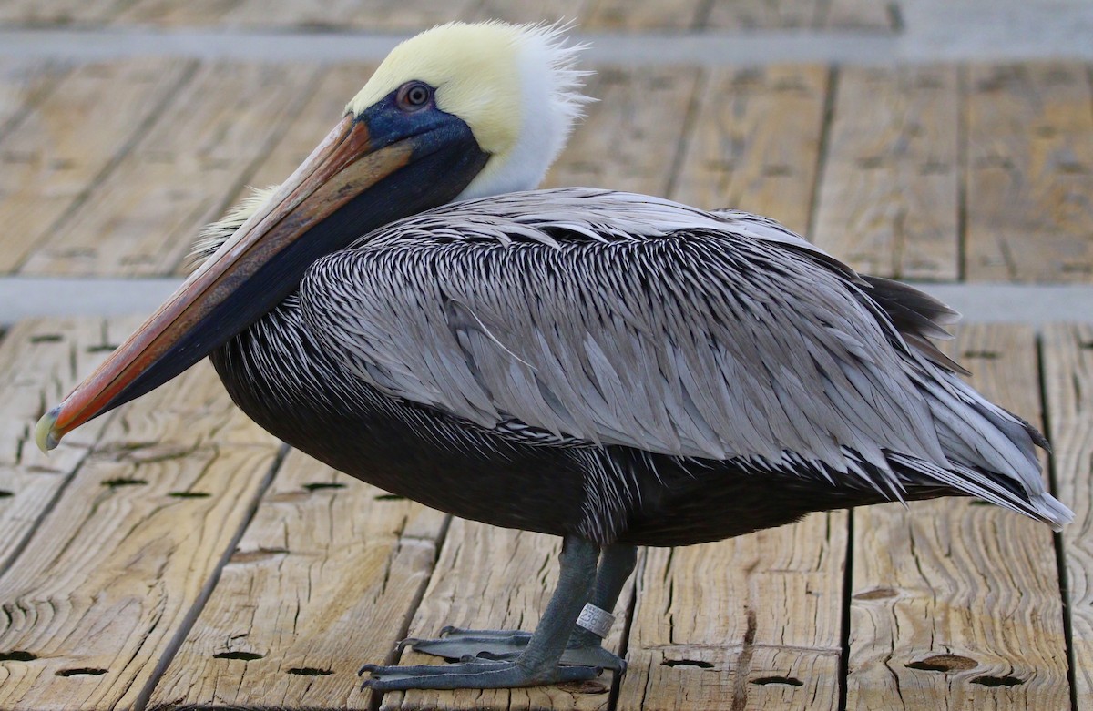 カッショクペリカン - ML644784443