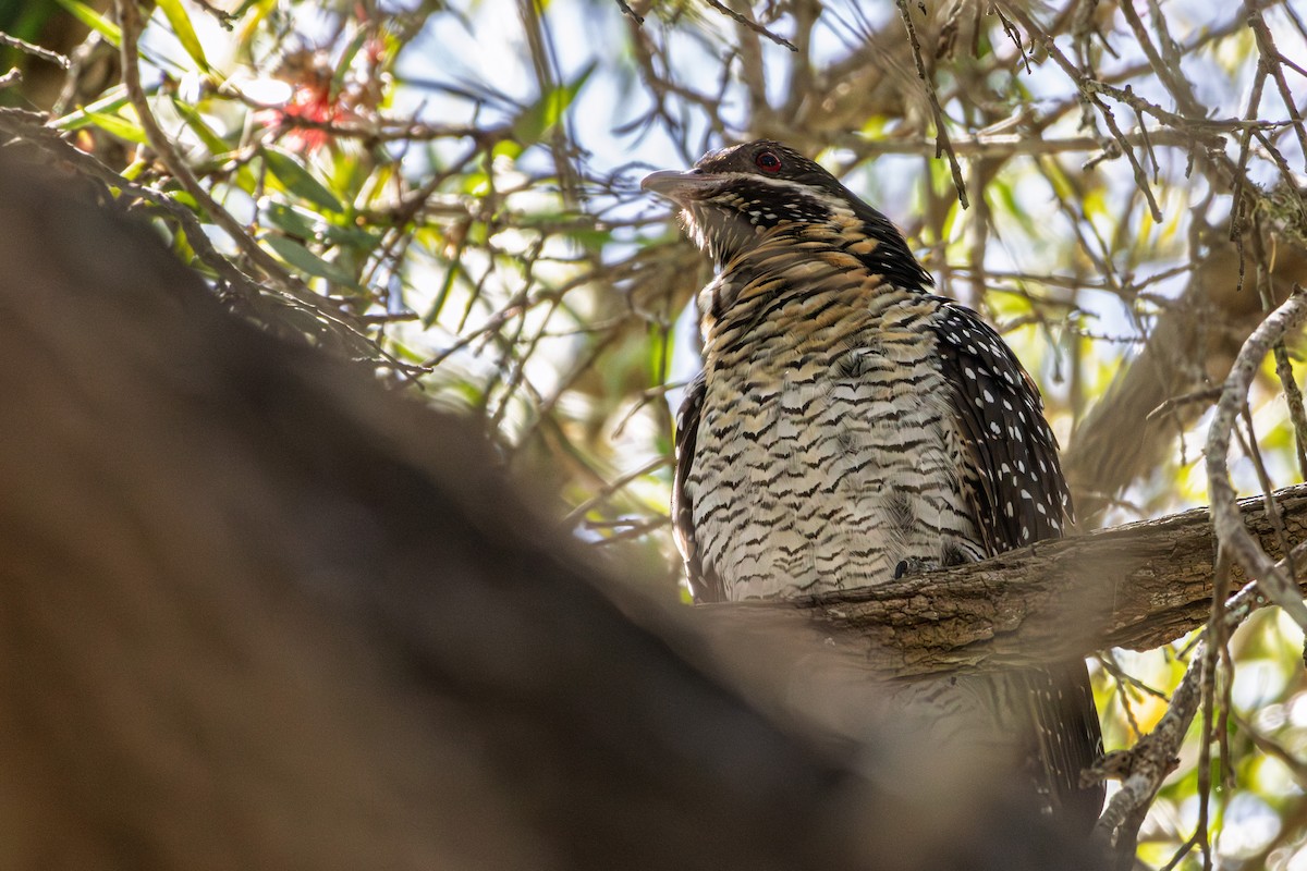 オーストラリアオニカッコウ - ML644784444