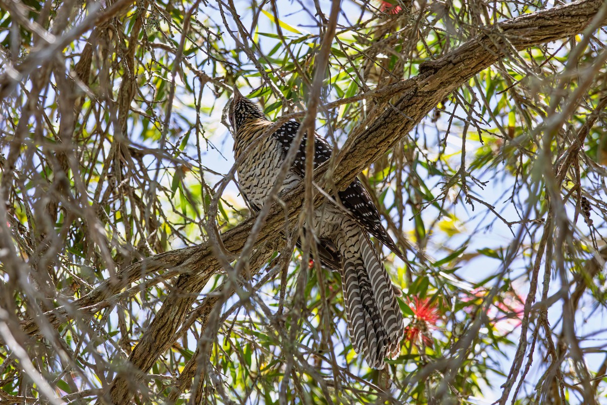 オーストラリアオニカッコウ - ML644784445