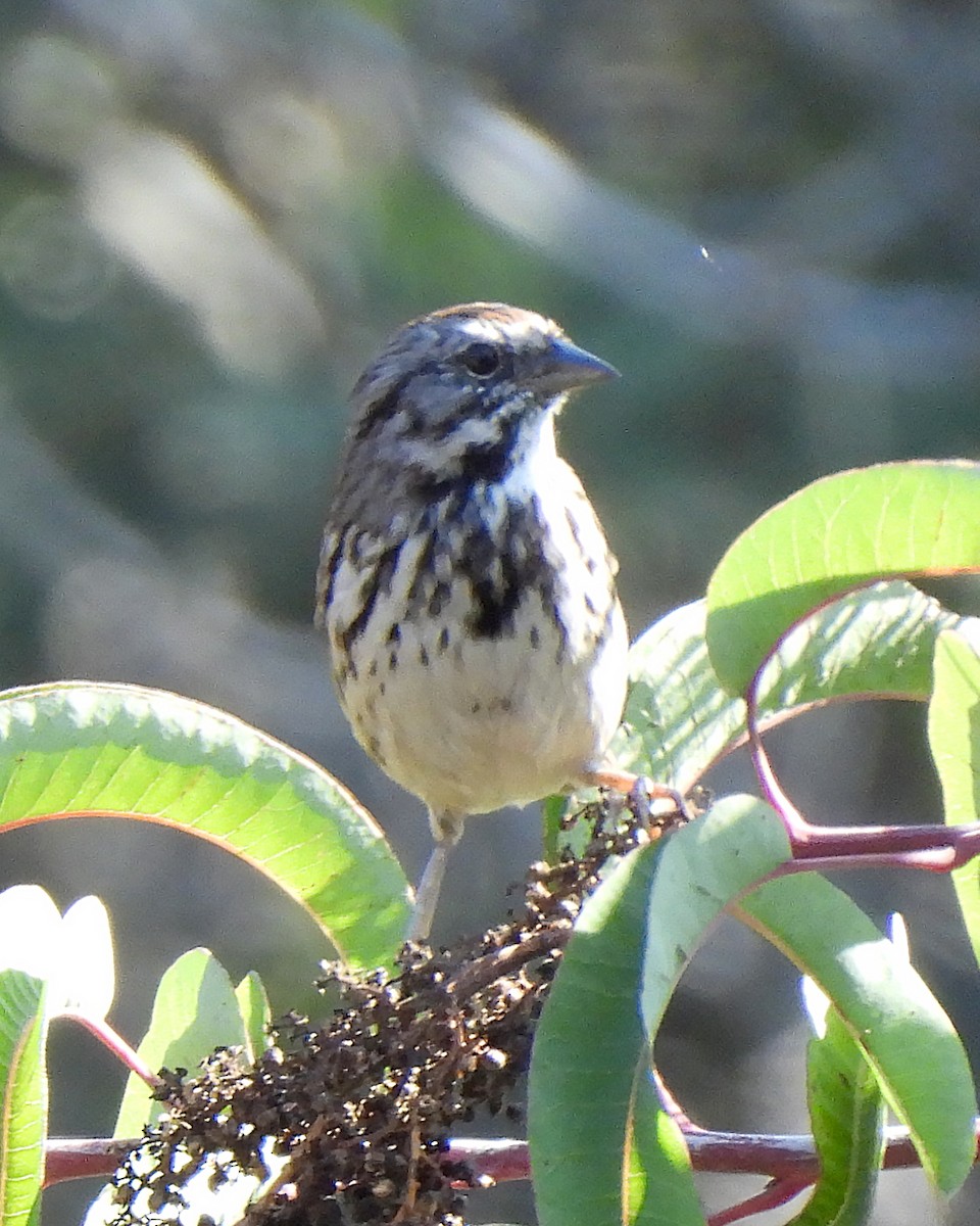 ウタスズメ - ML644784446