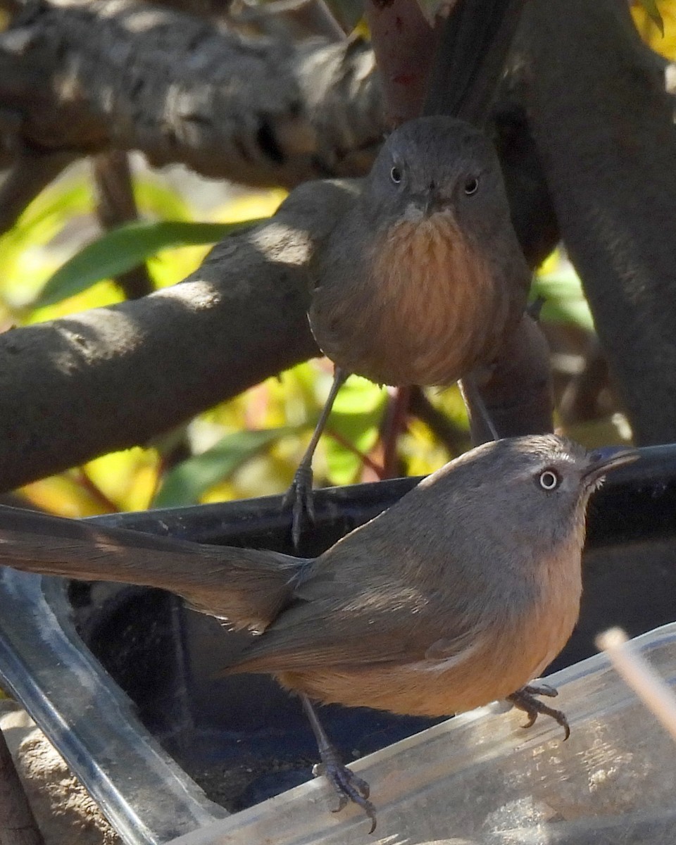 ミソサザイモドキ - ML644784451