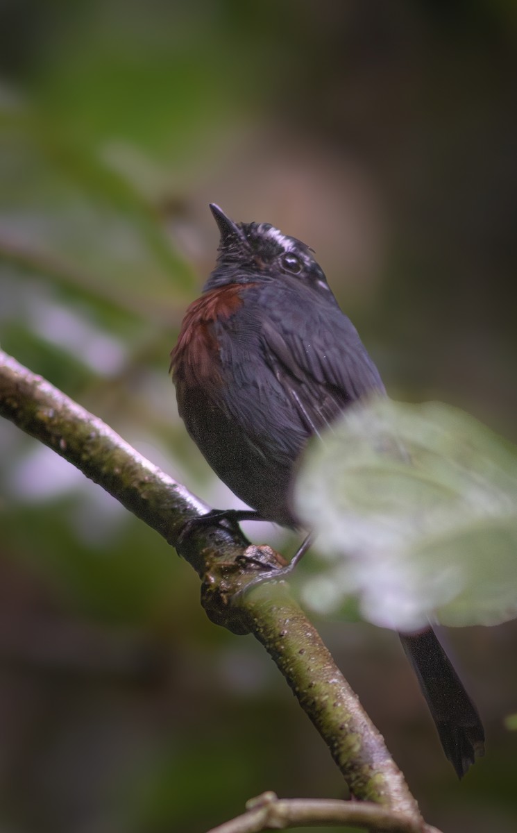 Maroon-belted Chat-Tyrant - ML644784452