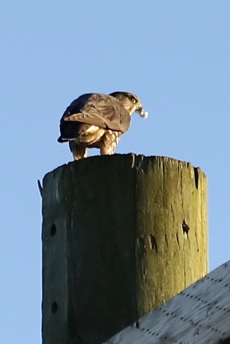 コチョウゲンボウ - ML644784458