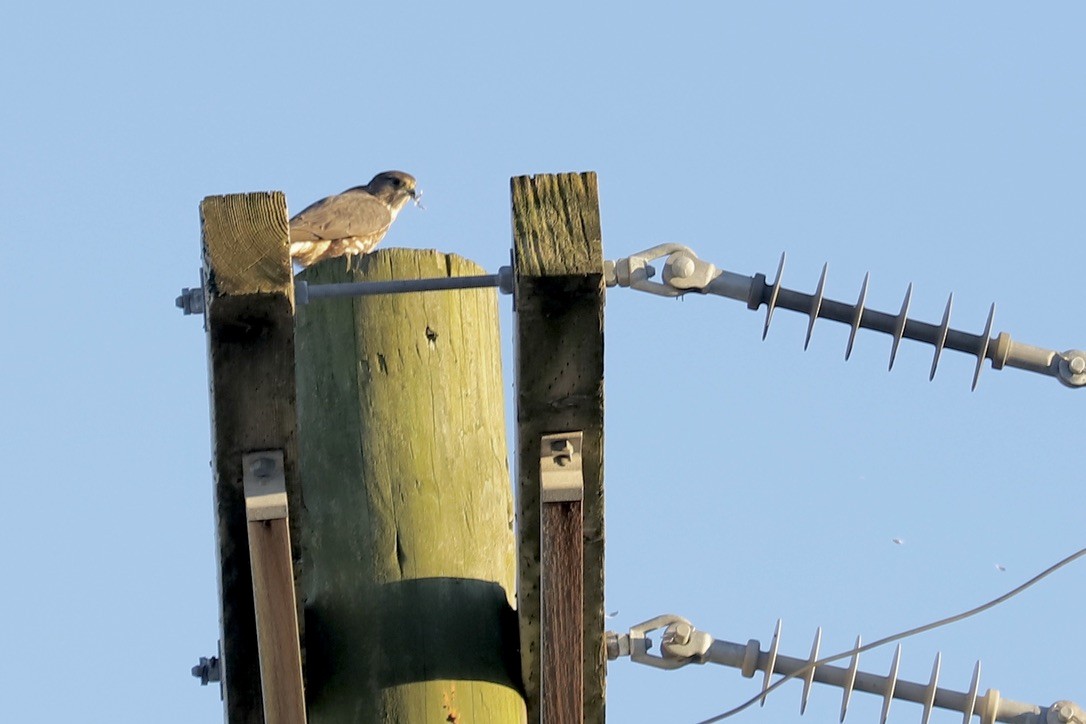 コチョウゲンボウ - ML644784459
