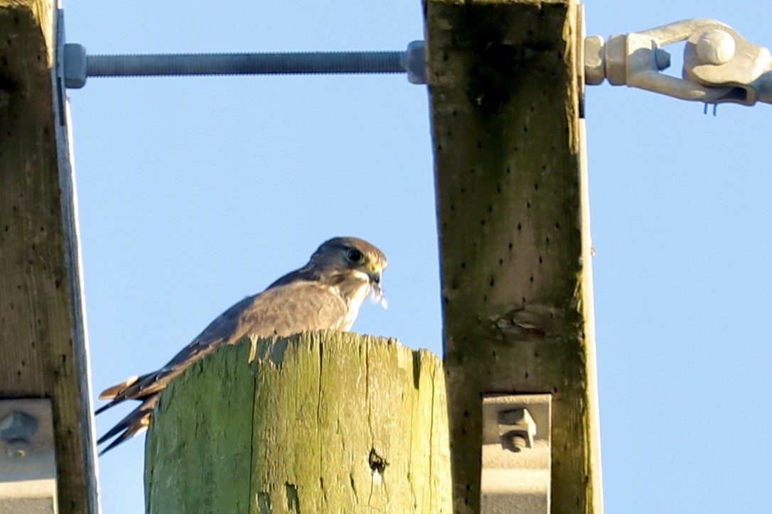 コチョウゲンボウ - ML644784460