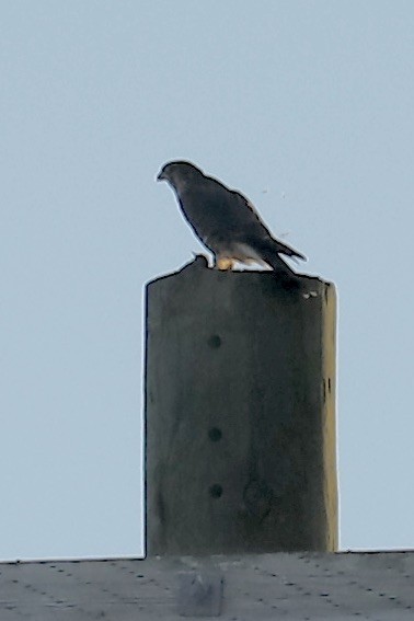 コチョウゲンボウ - ML644784461