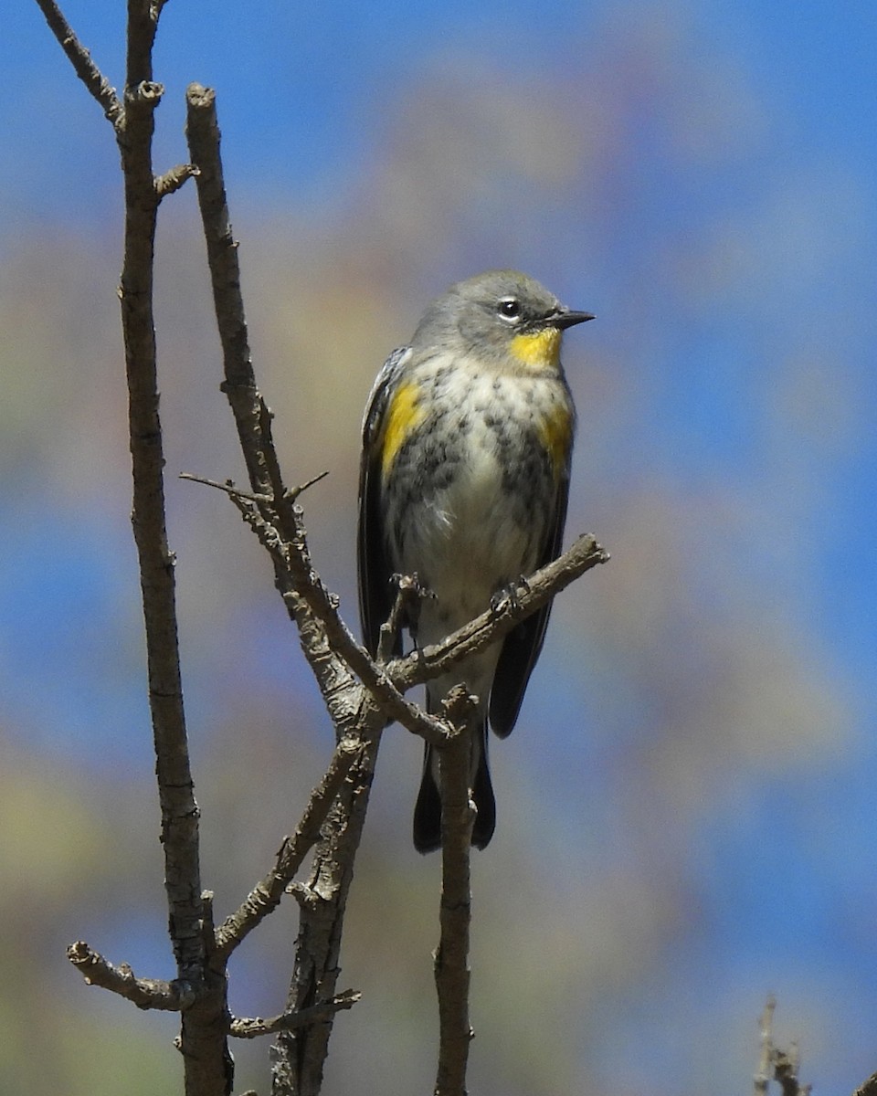 キヅタアメリカムシクイ - ML644784463