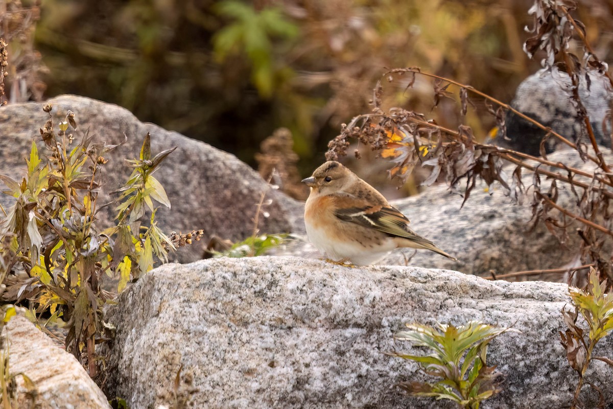 アトリ - ML644784465