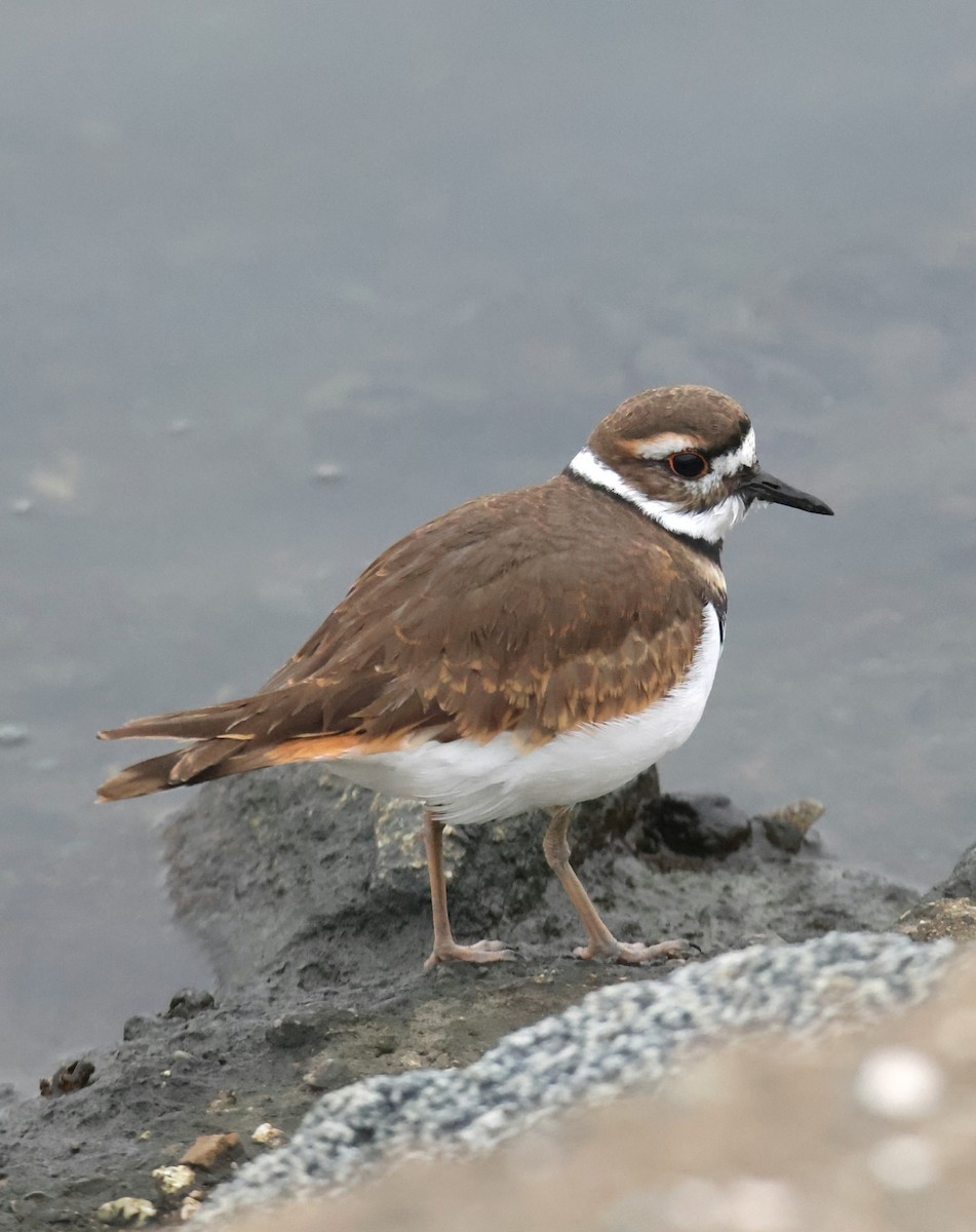 フタオビチドリ - ML644784467