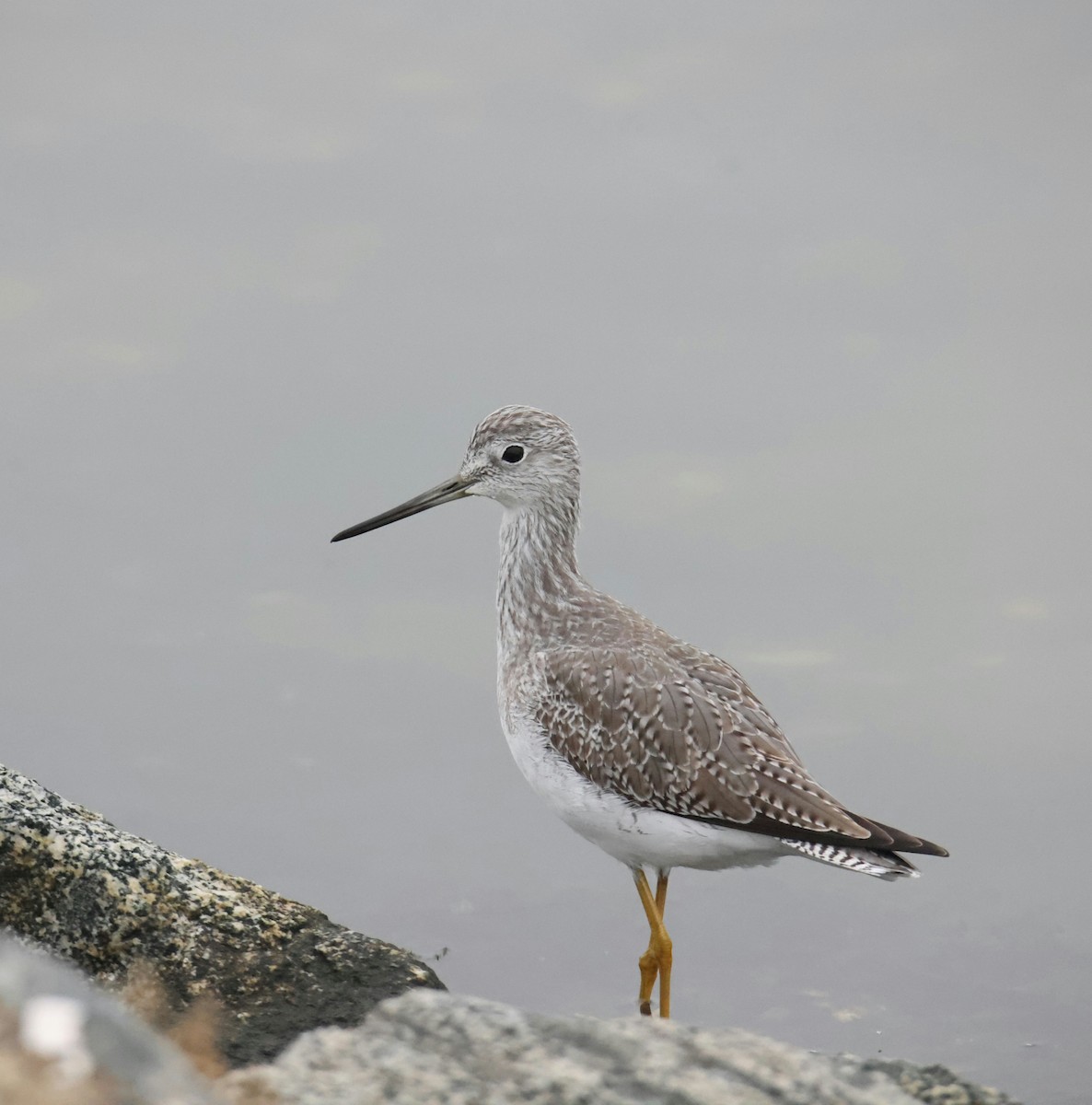 オオキアシシギ - ML644784471