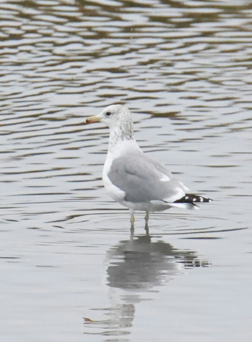 California Gull - ML644784473