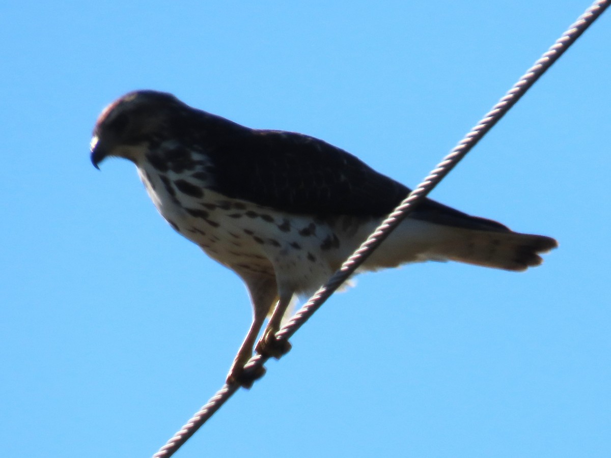 Broad-winged Hawk - ML644784478