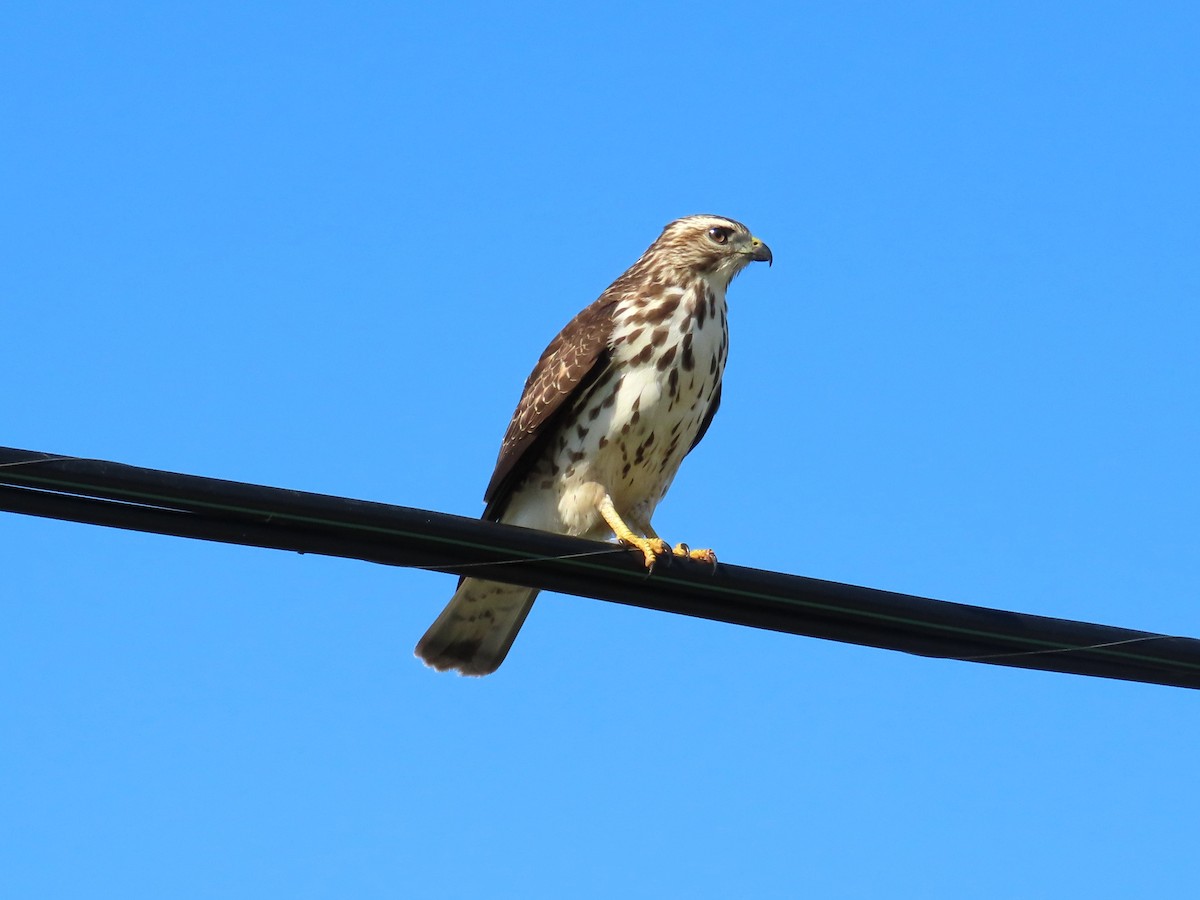 Broad-winged Hawk - ML644784480