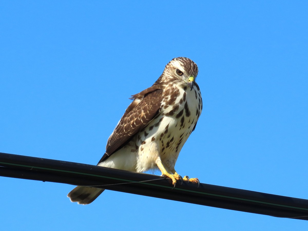 Broad-winged Hawk - ML644784485